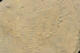 Cruziana (Fossil Trilobite Trackway) - Morocco #118358-1